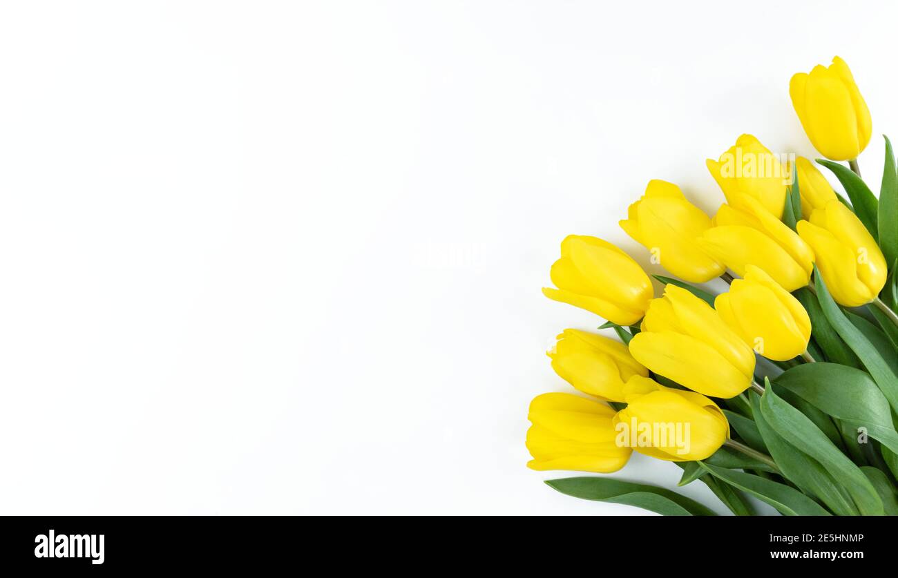 Bouquet of yellow tulips on a white background with copy space. Stock Photo