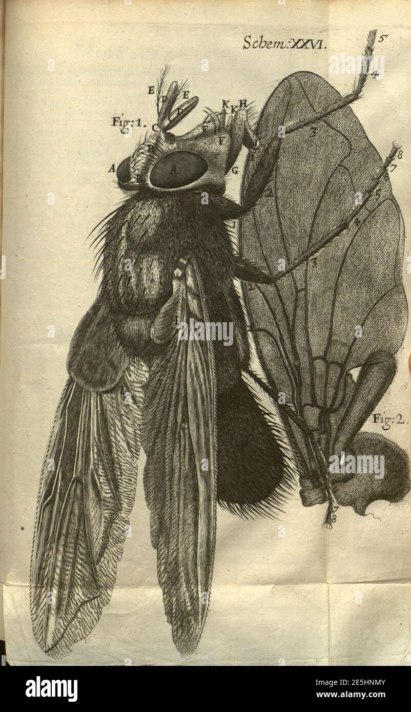 Micrographia, or, Some physiological descriptions of minute bodies made ...