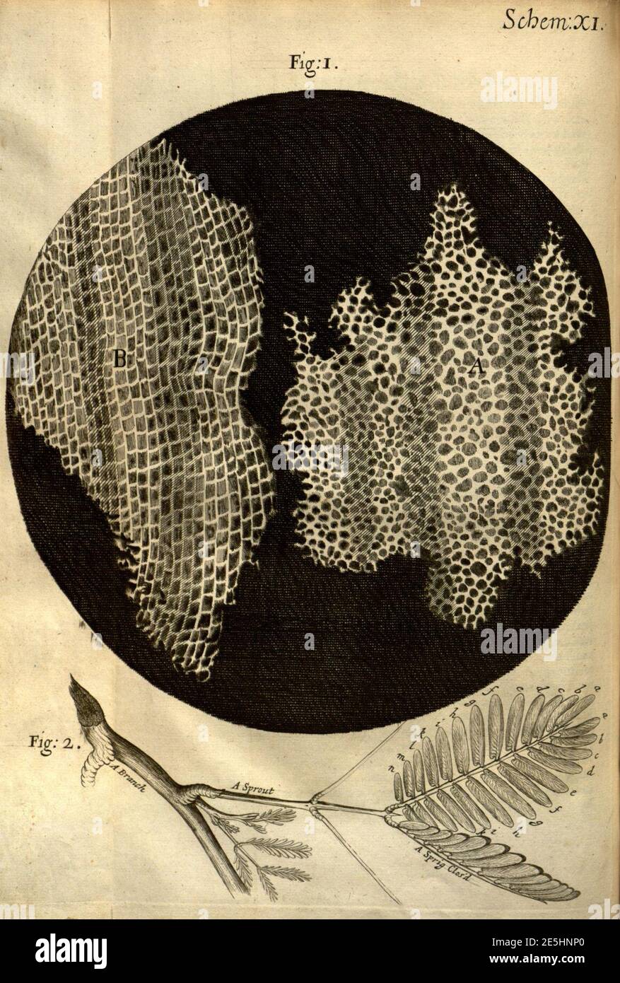 Micrographia, or, Some physiological descriptions of minute bodies made ...