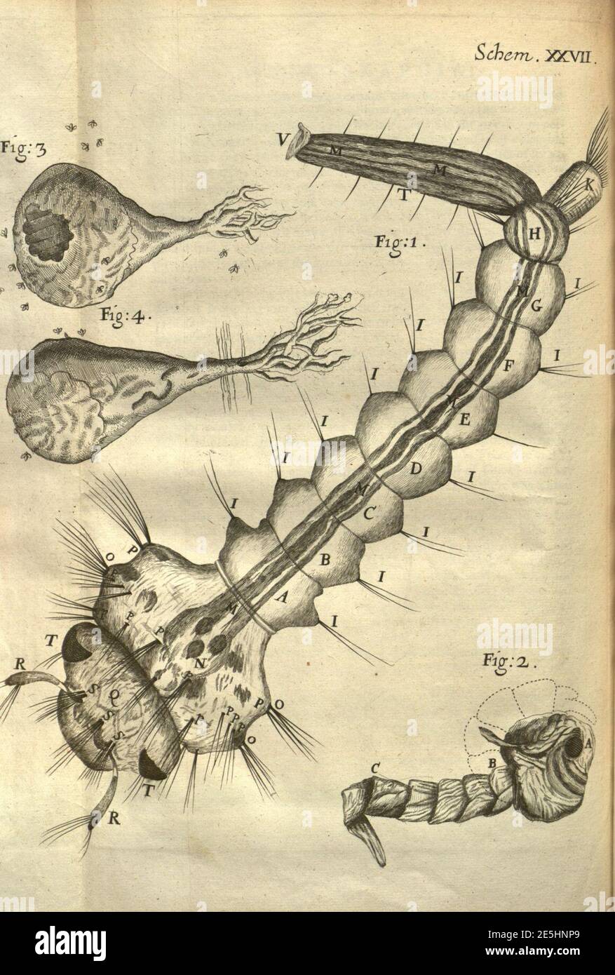 Micrographia, or, Some physiological descriptions of minute bodies made ...