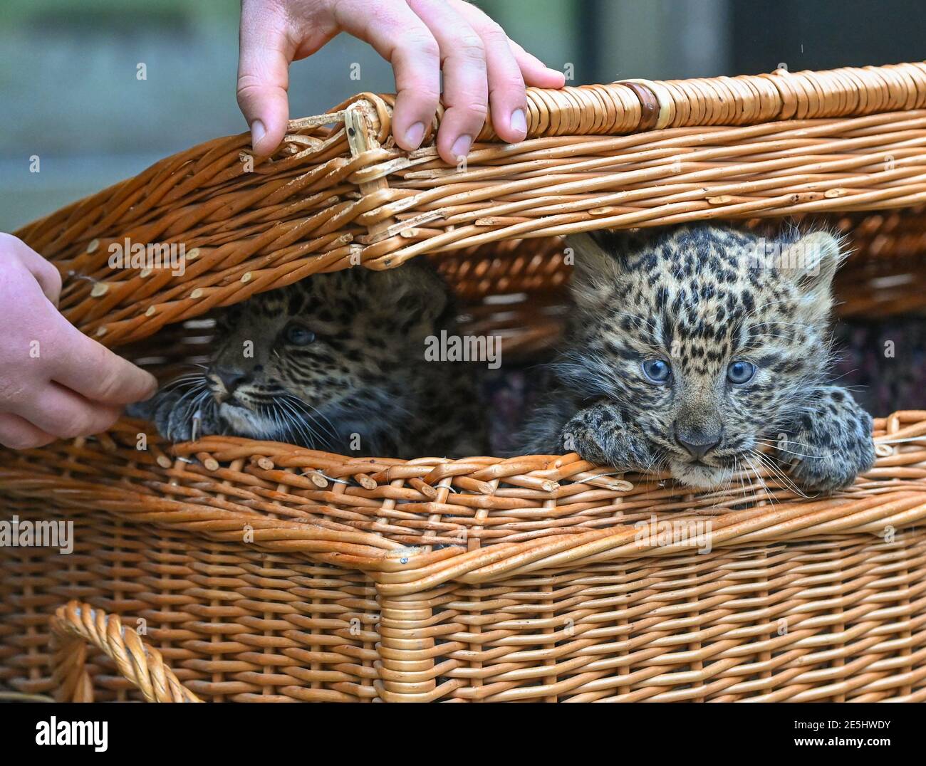 28 January 2021, Brandenburg, Cottbus: Two young China leopards look out of  a wicker basket in Cottbus Zoo. Cottbus Zoo has achieved an important  breeding success with the China leopards. A newly