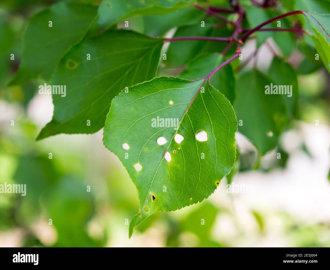 Leaves of a tree affected by perforated spot Stock Photo
