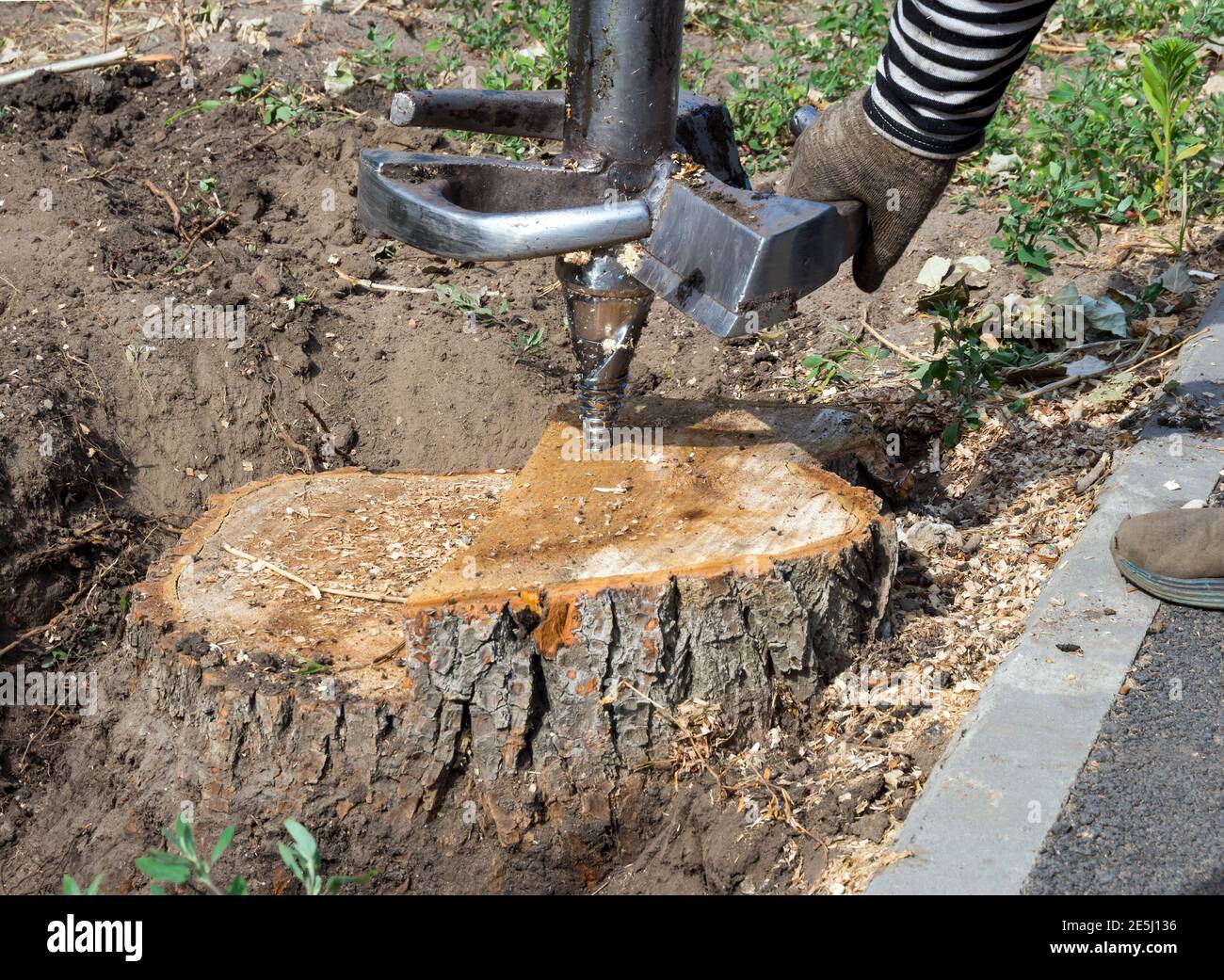 A worker sets up a cutter to drill out an old tree stump Stock Photo