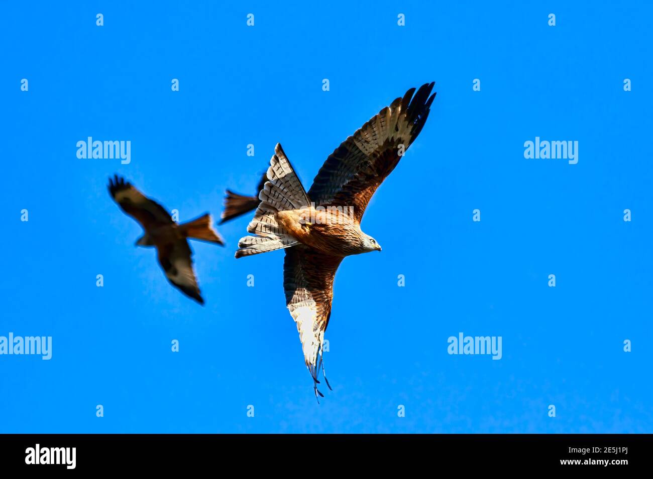 Red Kite (Milvus milvus) raptor bird of prey in flight at the feeding centre in South Wales with a blue sky, stock photo image Stock Photo