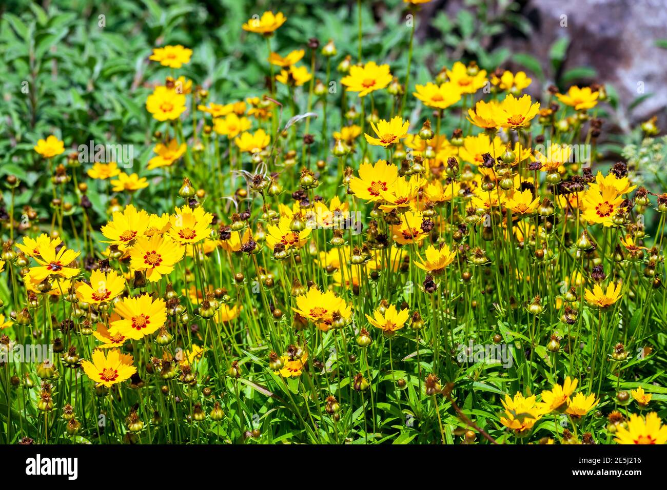 Coreopsis lanceolata 'Sterntaler' a summer flowering plant with yellow summertime flower from June until September and commonly known as tickseed, sto Stock Photo