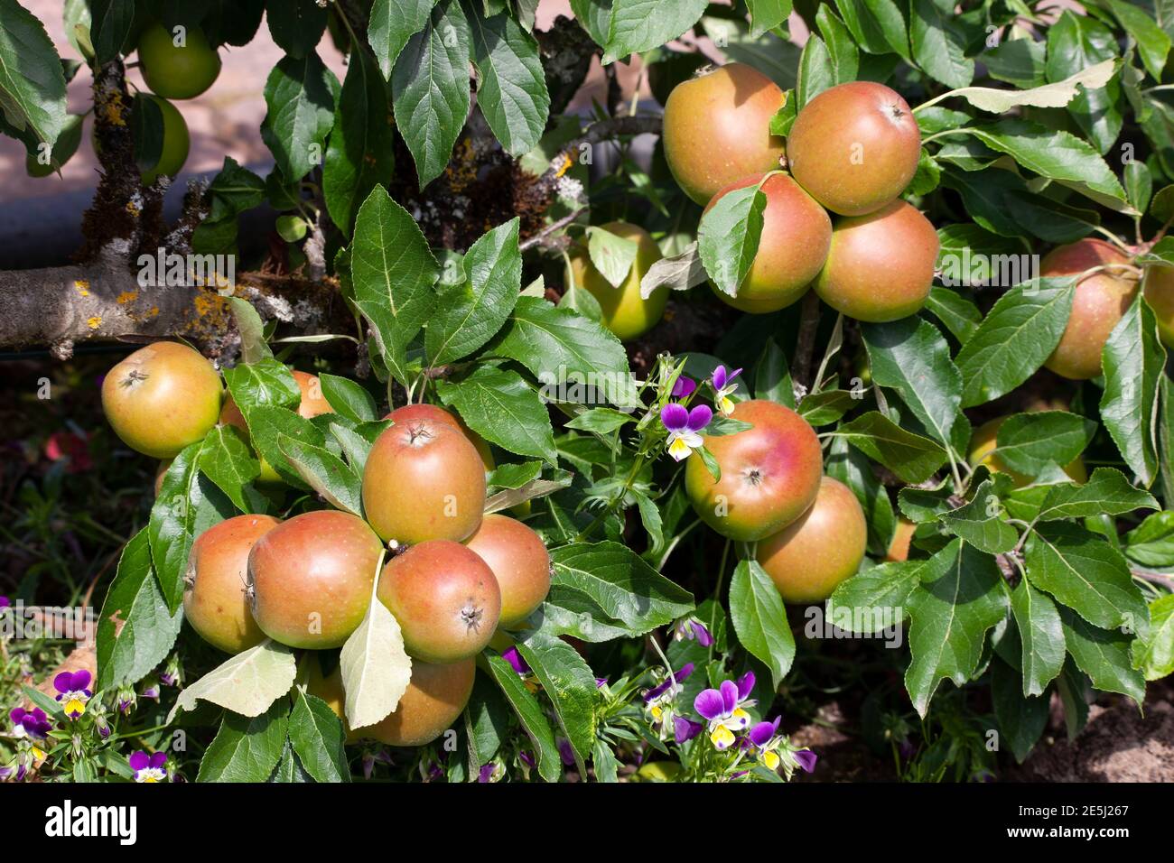 Fruit bearing tree hires stock photography and images Alamy