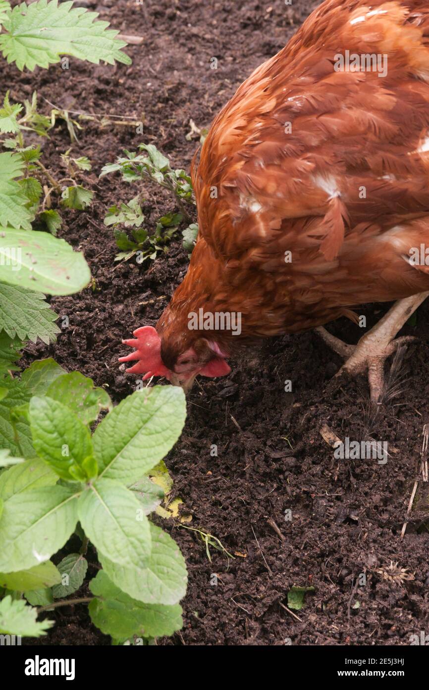 Free range chicken showing natural feeding behaviour pecking for grubs in the dirt in the outdoors Stock Photo