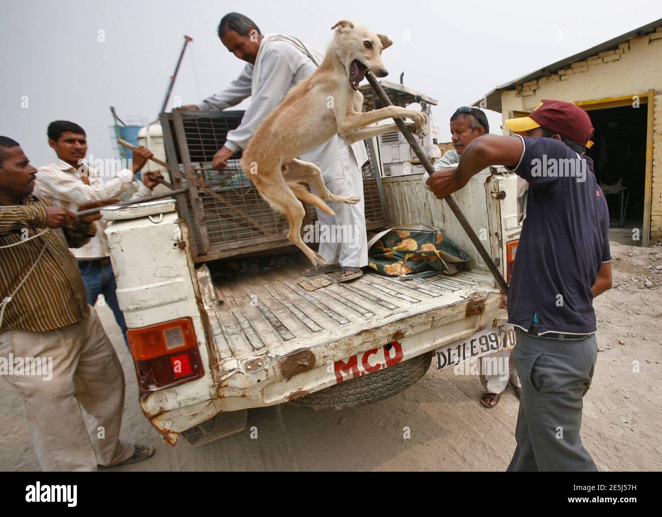 Stray animal capture hi-res stock photography and images - Alamy Stray animal capture hi-res stock photography and images - Alamy