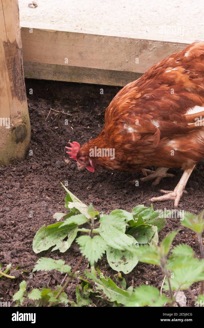 Free range chicken showing natural feeding behaviour pecking for grubs in the dirt in the outdoors Stock Photo