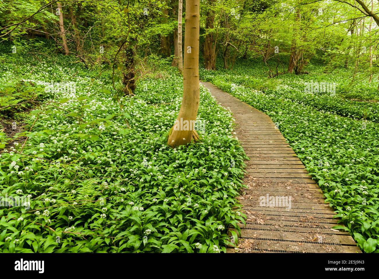 Perennial broad leaved weed hi-res stock photography and images - Alamy