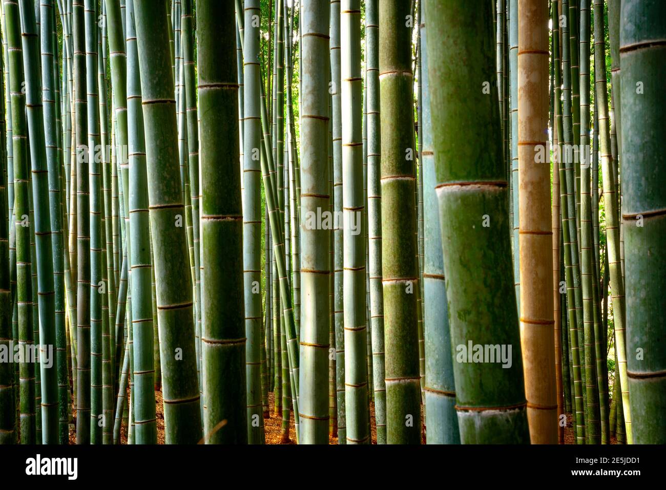 Natural Bamboo trees close up background. Arashiyama Bamboo Grove in