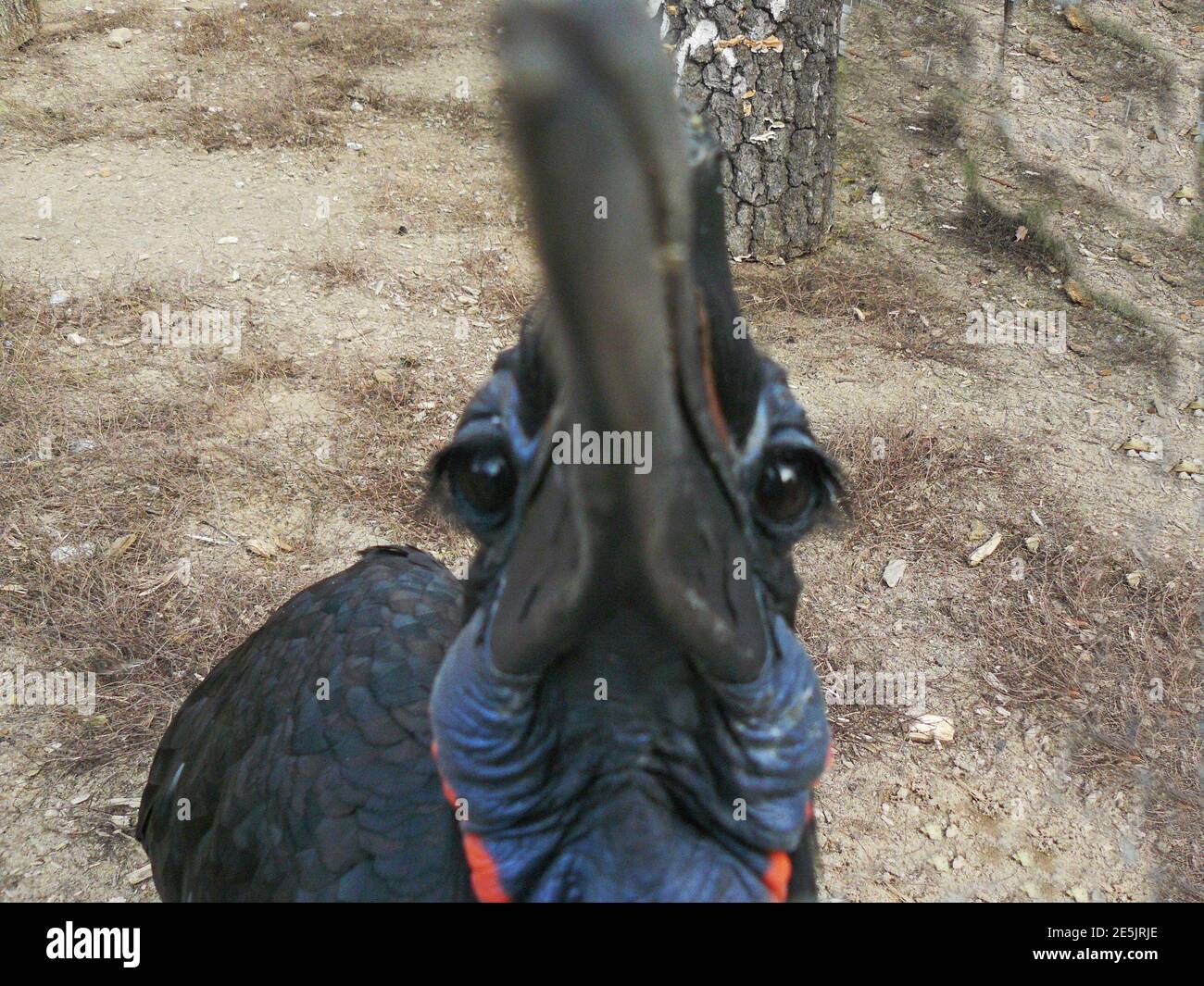 Hi, can we be a friends?- Abyssinian ground hornbill Stock Photo