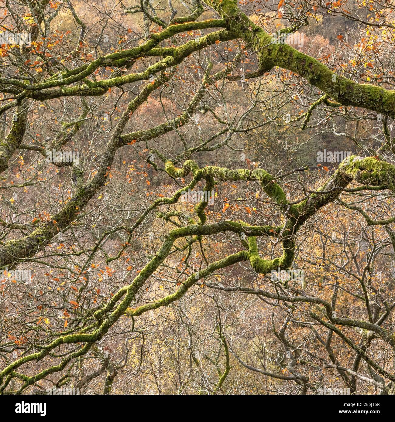 Moss-covered tree in the Lake District Stock Photo