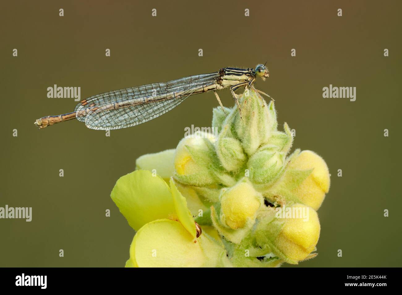White legged damselfly female sitting on great mullein flower, closeup ...