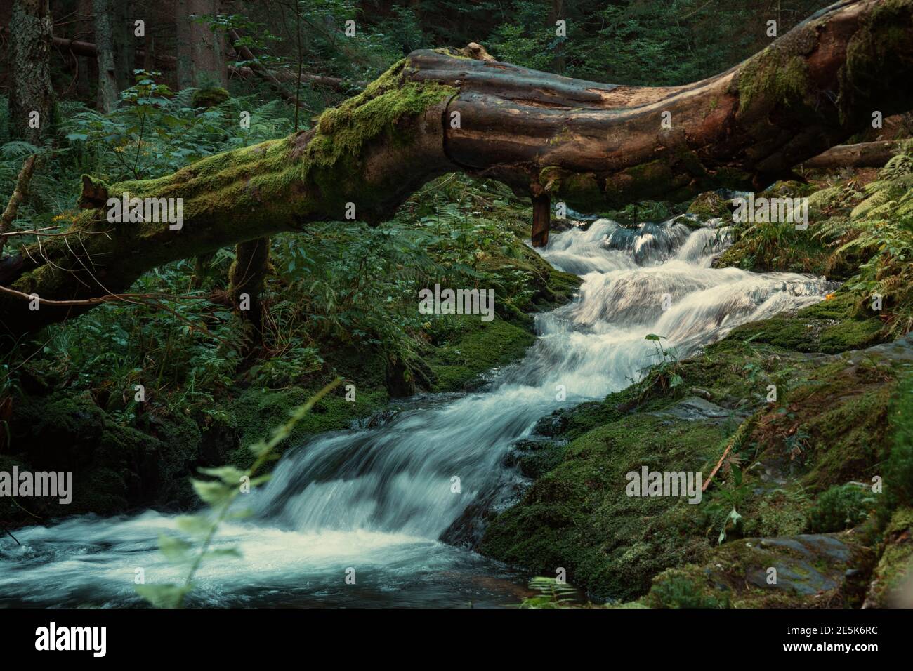 Wild cascade river situated in cold evening  forest mountain environment. Stock Photo