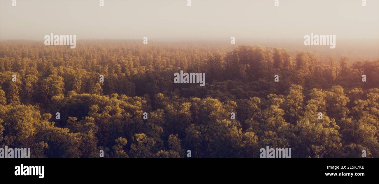 Vintage misty morning sun in the endless forest. 3d rendering. Stock Photo