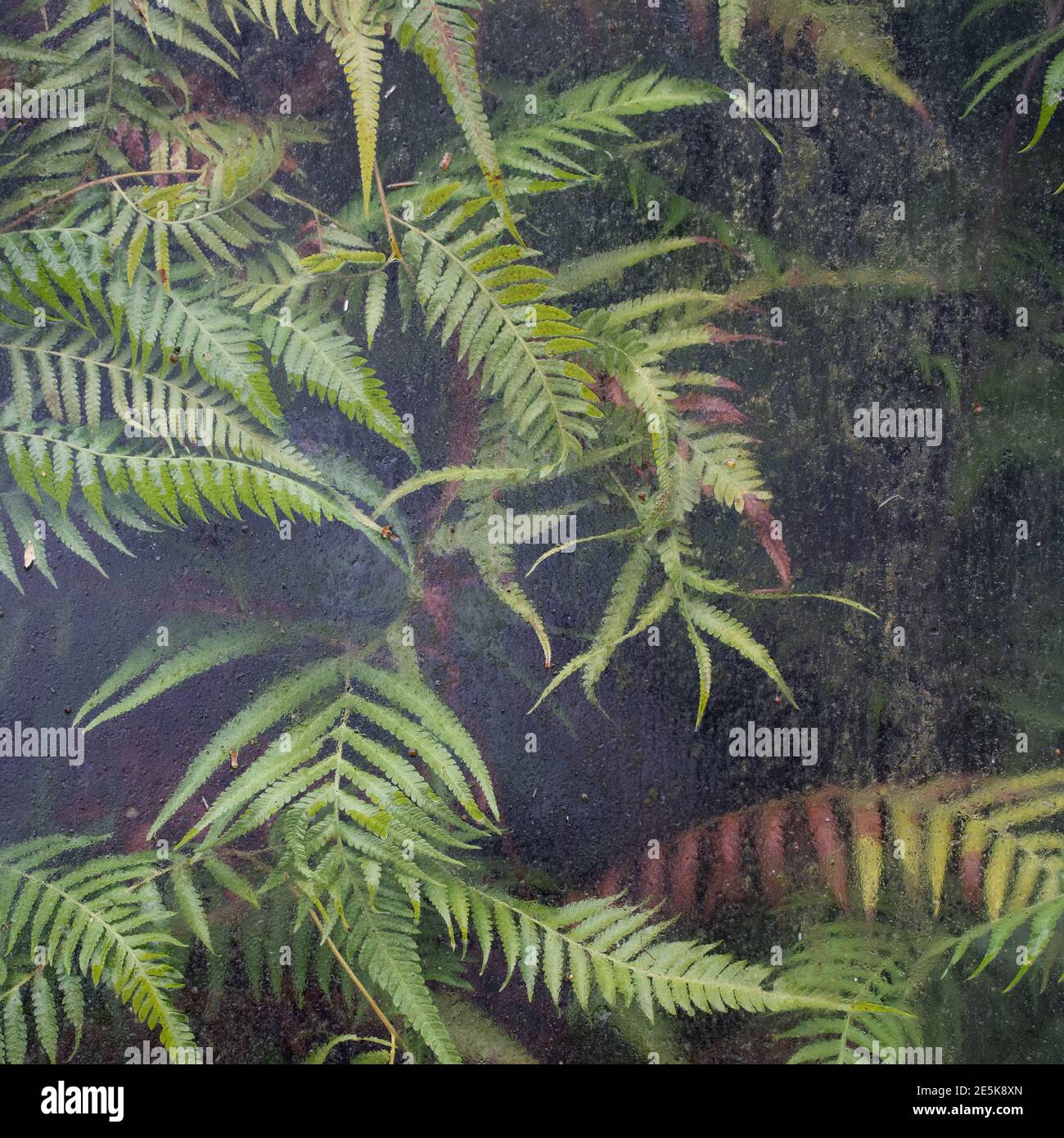Plants against glass, Old Botanical House, Edinburgh Stock Photo Alamy