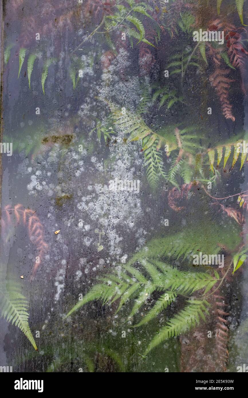 Plants against glass, Old Botanical House, Edinburgh Stock Photo Alamy