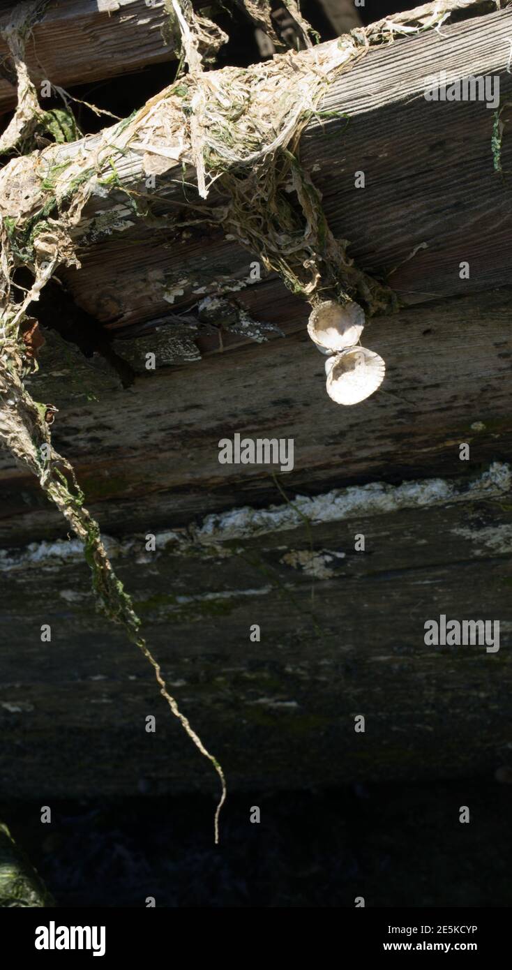 Open common cockle shell dangling from the side of a wrecked wooden fishing boat. Stock Photo
