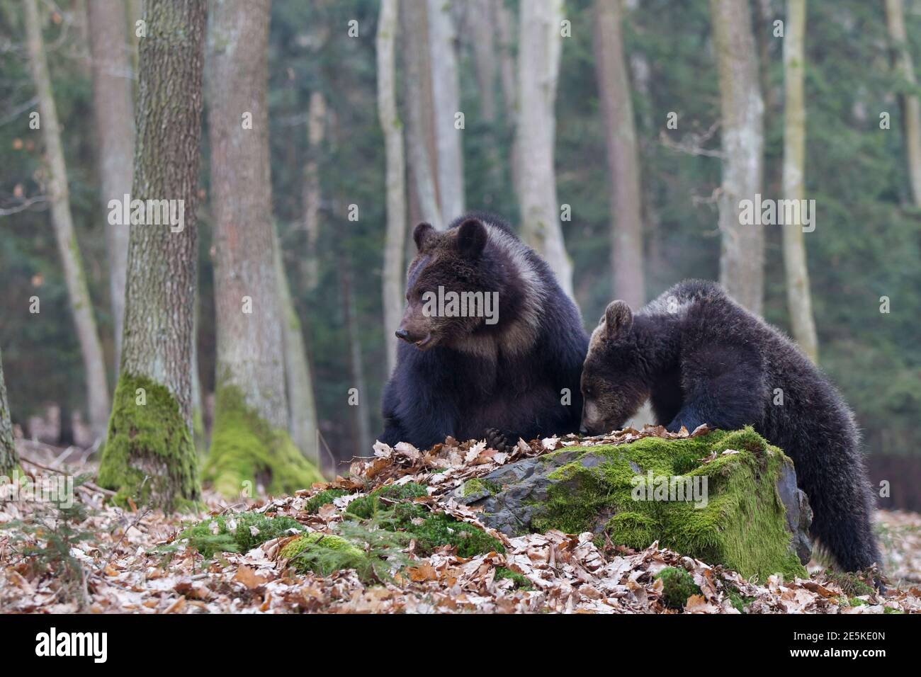 Braunbaer, Ursus arctos, brown bear Stock Photo