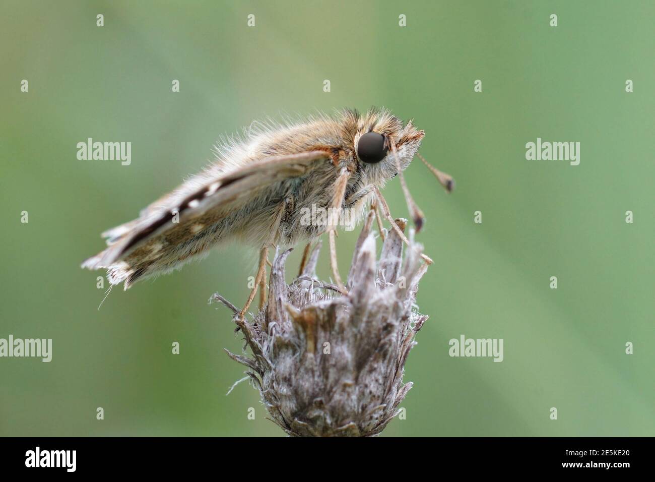 Lateral close up of a Mallow Skipper, Carcharodus alceae Stock Photo