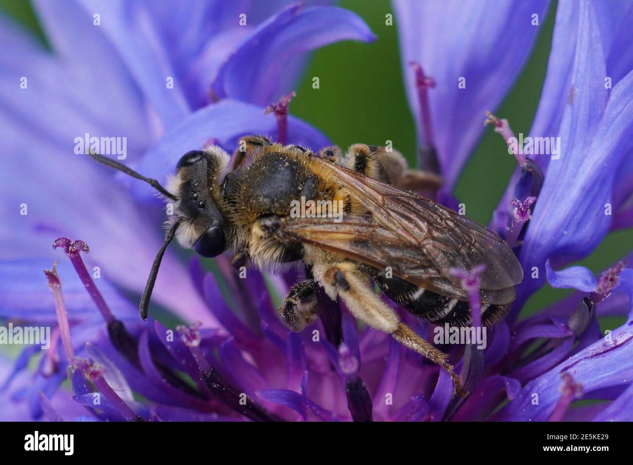 A female Short-fringed Mining Bee, Andrena dorsata on a blue flo Stock Photo