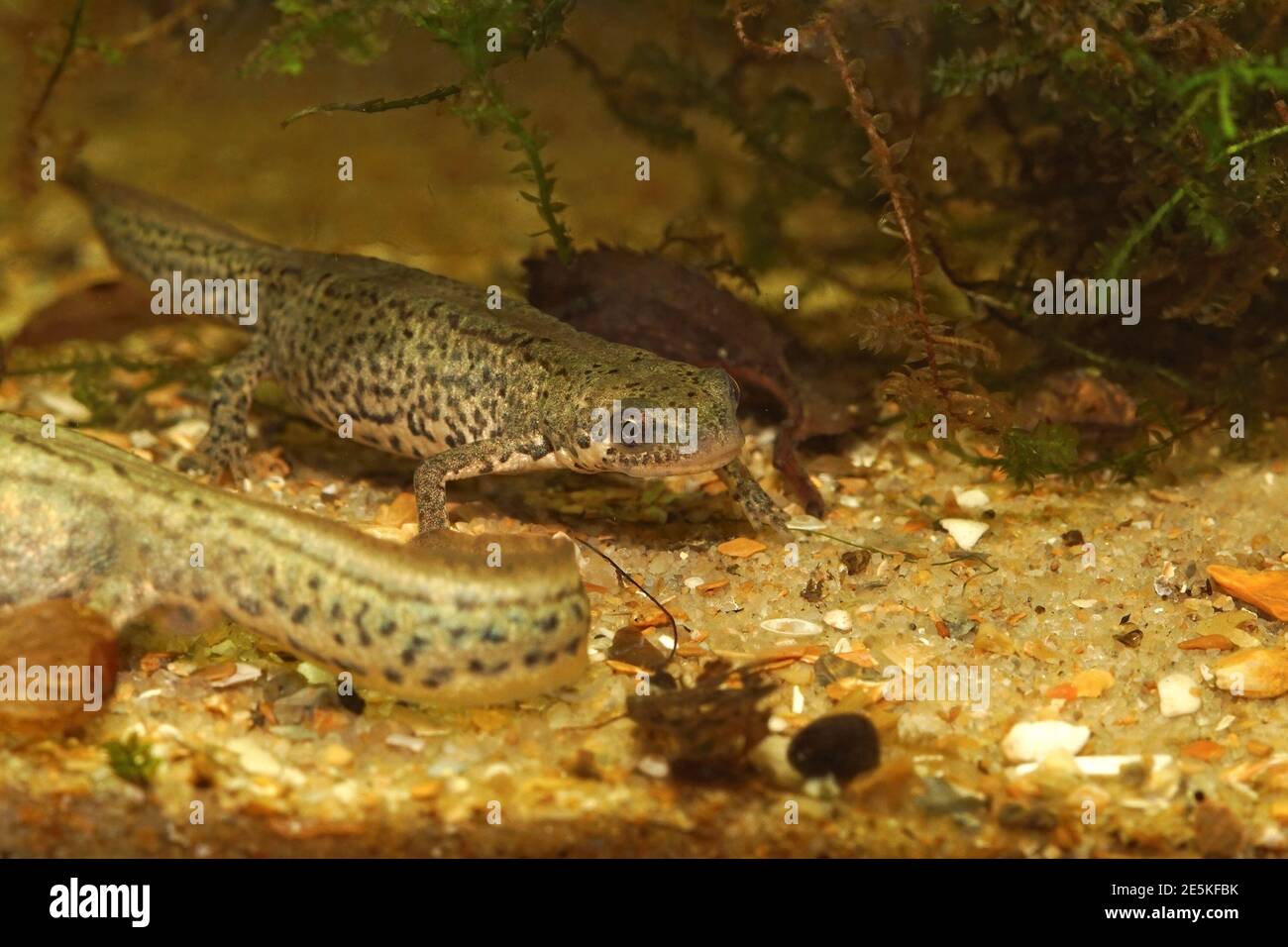 A couple of Italian newt, Lissotriton italicus, in an aquarium Stock Photo