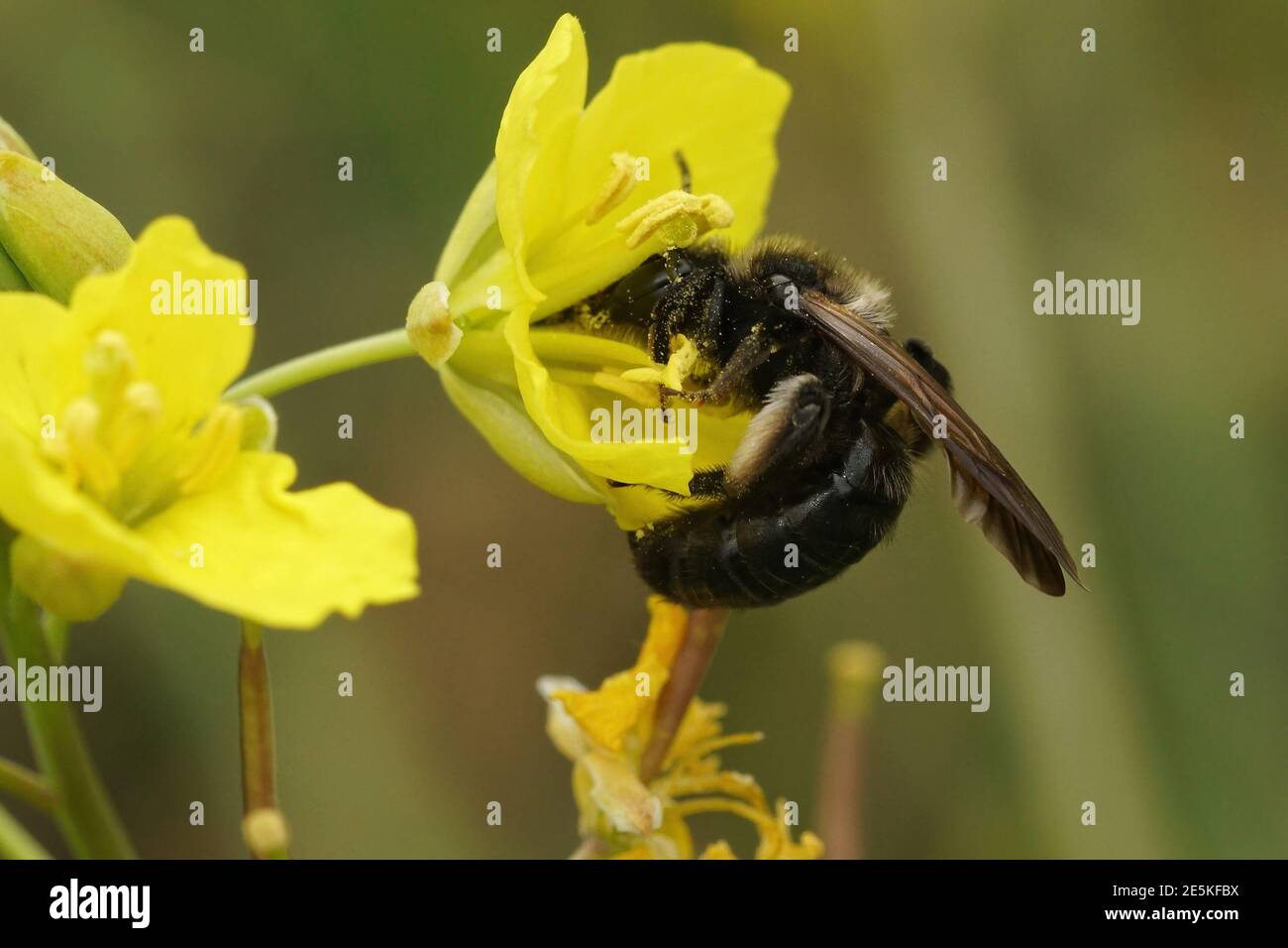 Close up of the black mining bee, Andrena pilipes on a yellow fl Stock Photo