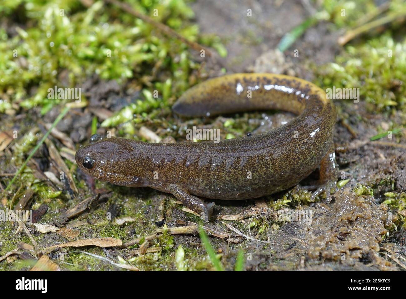 Close up of juvenile Mitsjama salamander, Hynobius nebulosus Stock Photo