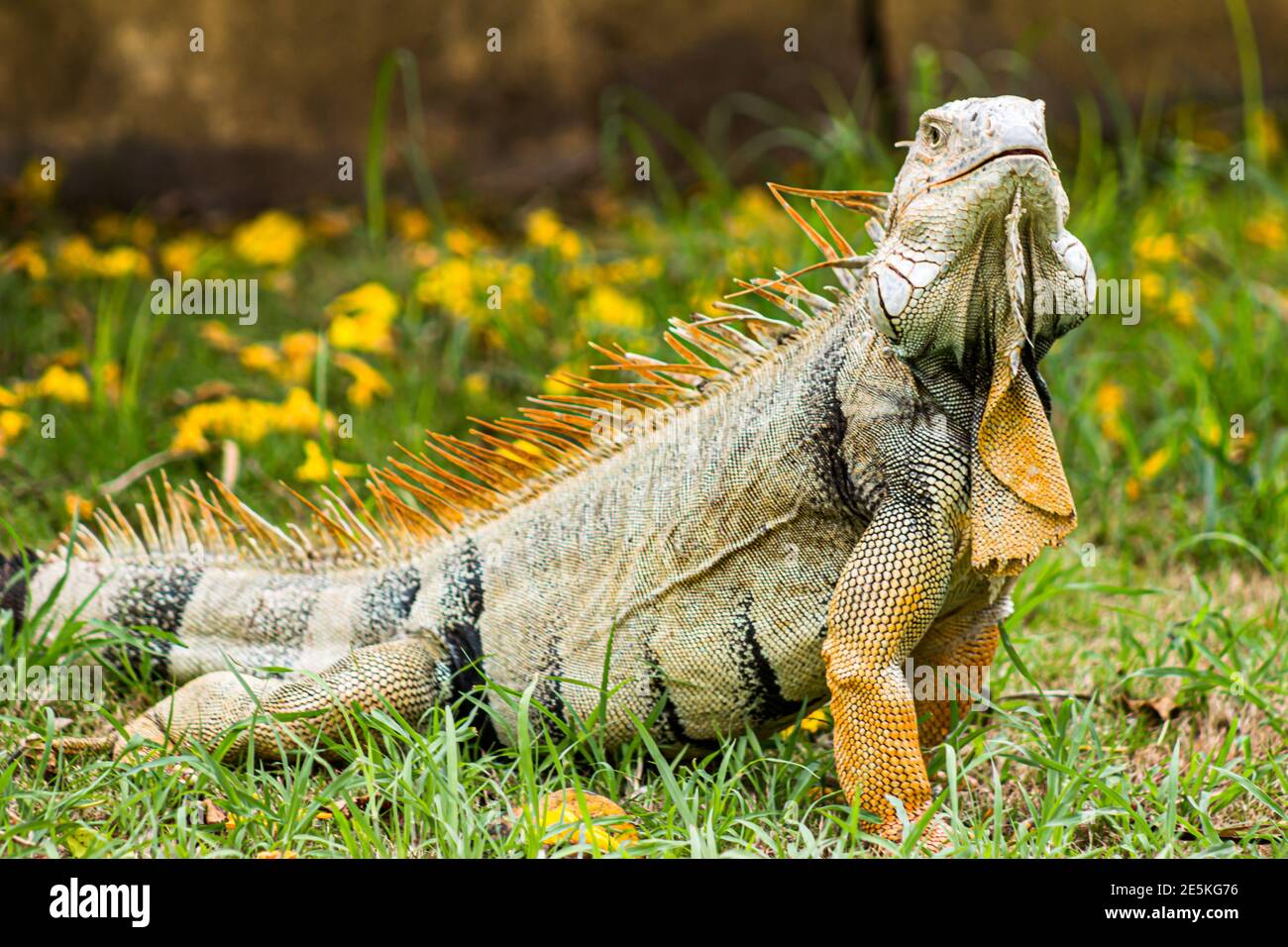 The iguana Stock Photo