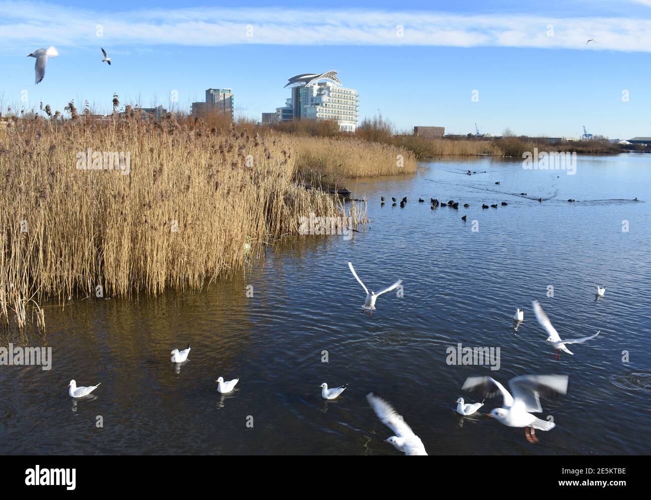 Cardiff bay wetlands, Cardiff Bay, Cardiff, Wales Stock Photo Alamy