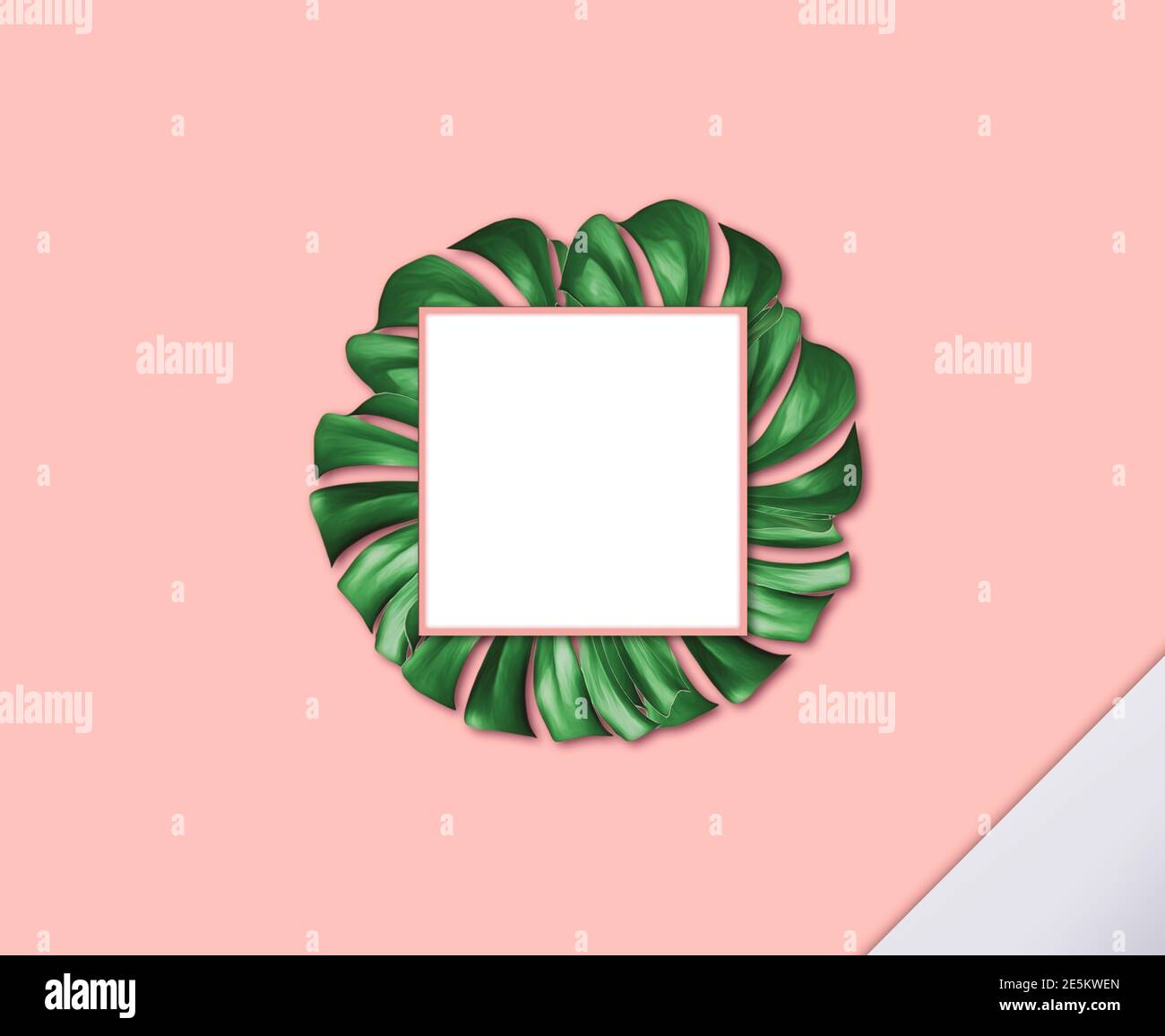 Monstera leaf with blank space on the light pink background Stock Photo