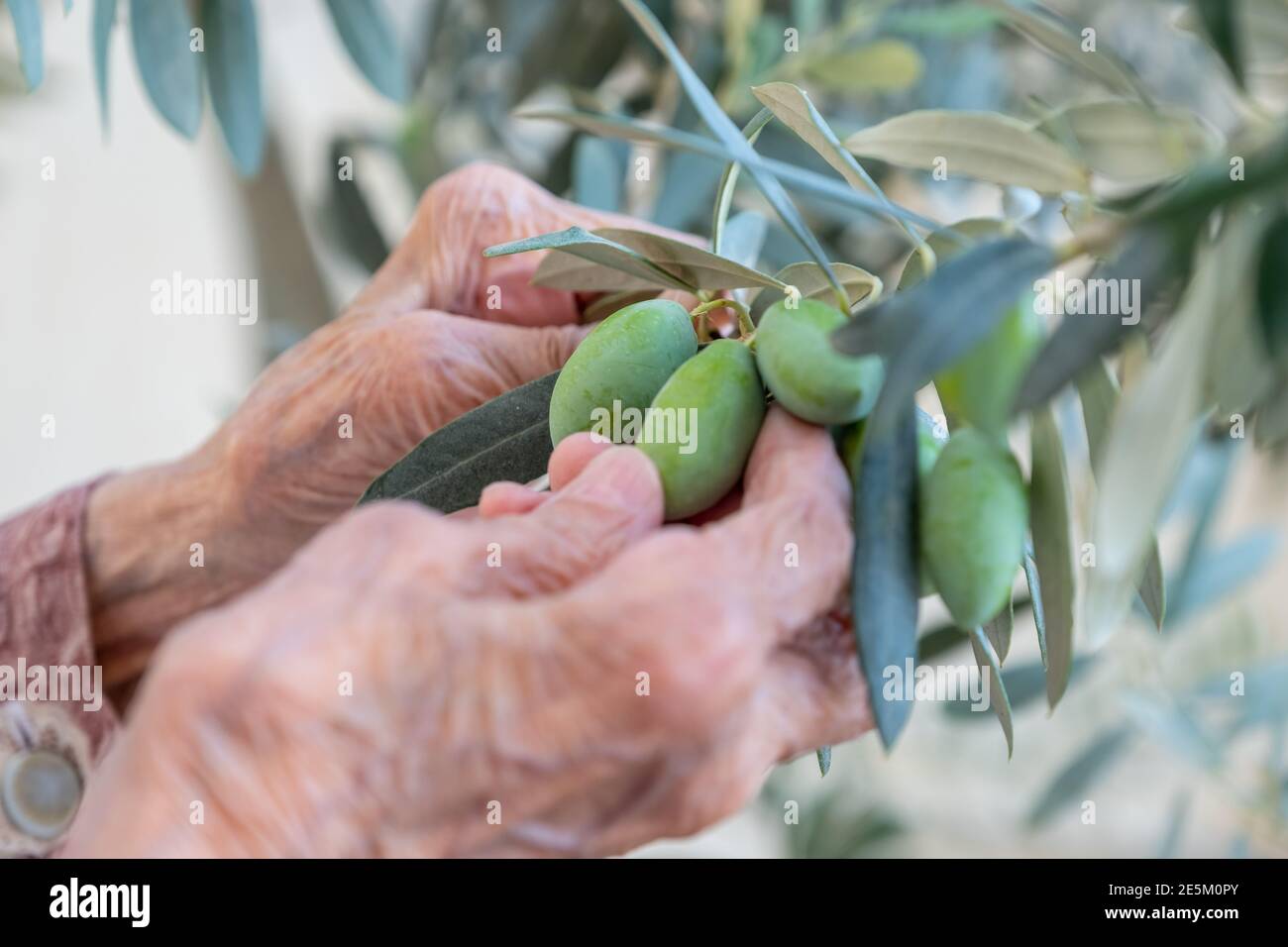 Hand holding olive branch hi-res stock photography and images - Alamy