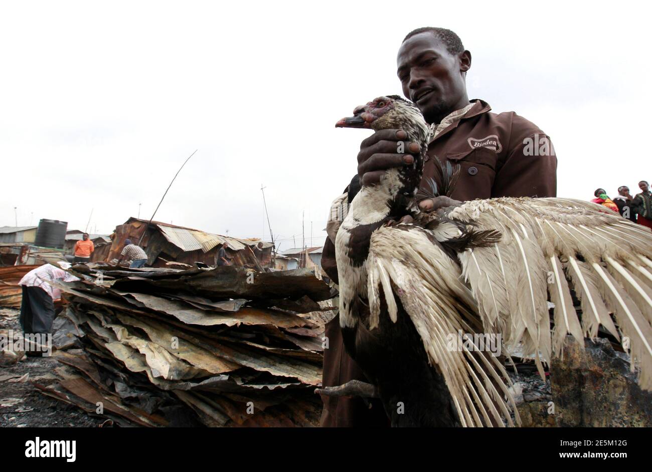 A resident rescues his duck that was injured in a fire outbreak at the Sinai slum in the industrial area of Kenya's capital Nairobi September 13, 2011. At least 75 bodies have been recovered after petrol that had spilled into an open sewer caught fire and sent a wave of flame through a densely populated slum in the Kenyan capital, police said on Monday. REUTERS/Thomas Mukoya (KENYA - Tags: SOCIETY DISASTER ANIMALS TPX IMAGES OF THE DAY) Stock Photo