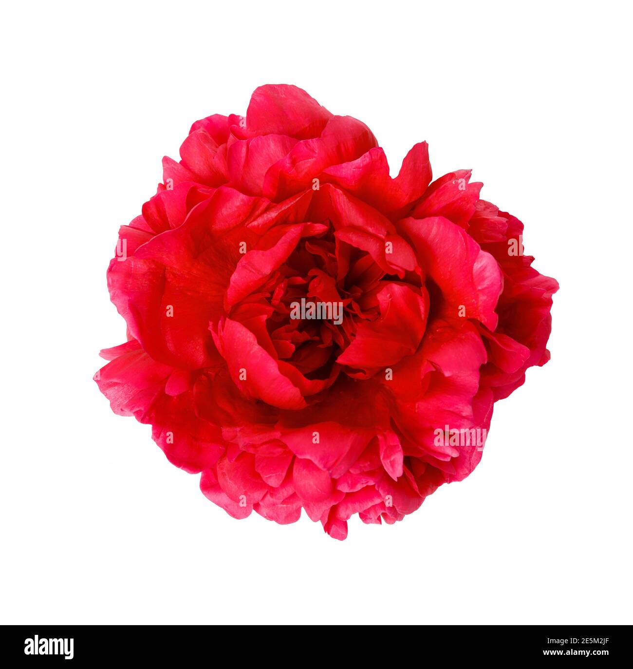 Pink peony flower isolated on white background Stock Photo - Alamy