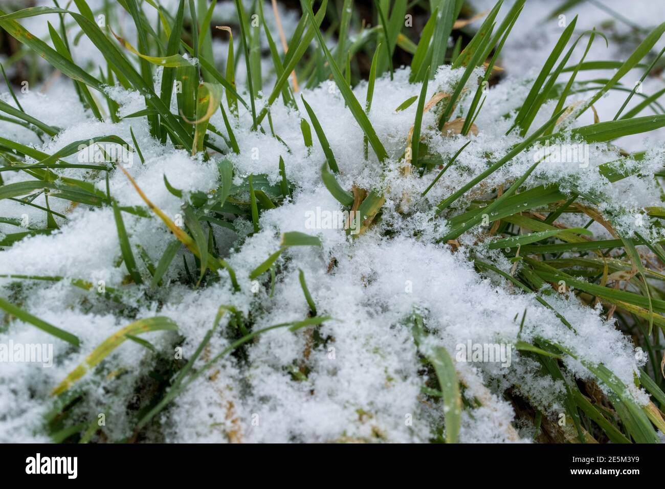 Tufts of grass and blades of grass covered with snow. Stock Photo