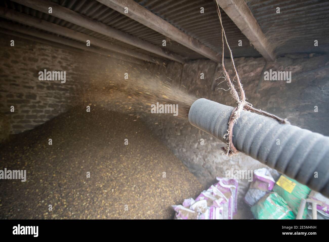 Blowing livestock feed into a barn, North Yorkshire, UK Stock Photo Alamy