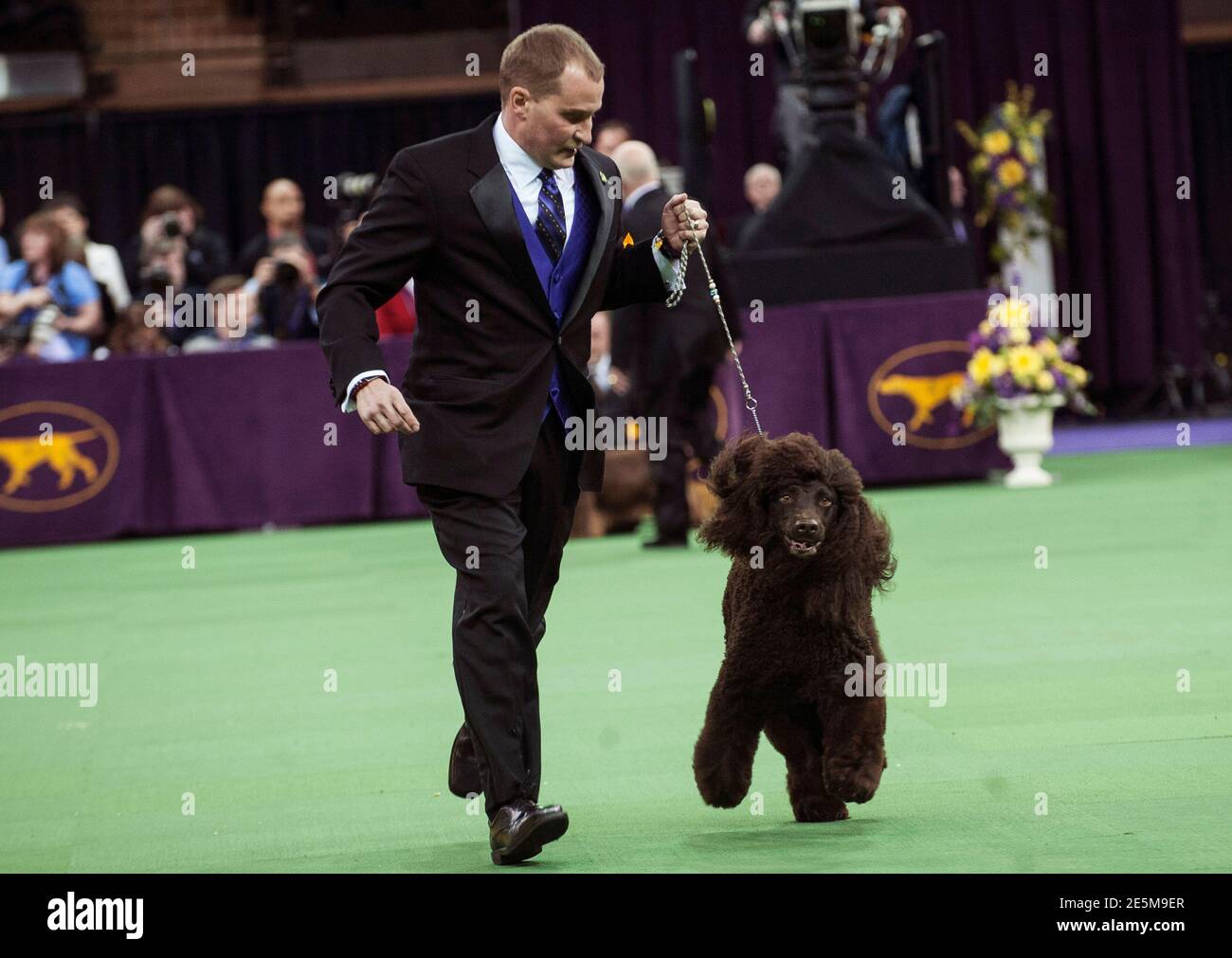 Irish Water Spaniel Riley Is Run Through The Ring By Her Handler As She  Competes In The Sporting Group On The Last Day Of Judging Of The 2014  Westminster Kennel Club Dog