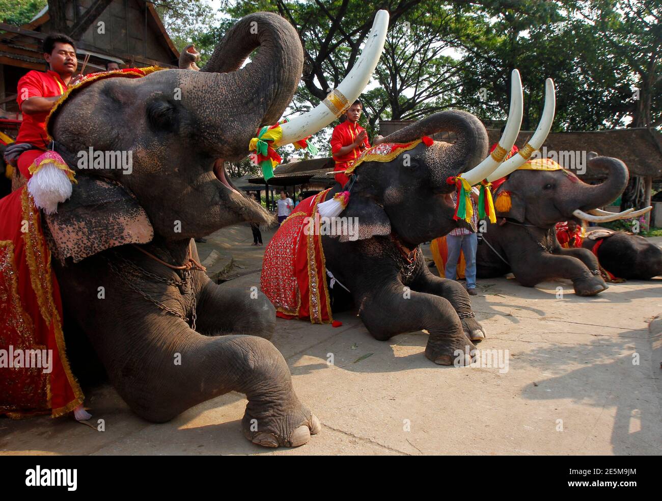 Mahouts Pray While Sitting On Top Of Elephants During Thailand S National Elephant Day In The Ancient Thai Capital Ayutthaya March 13 2014 Thais Honoured The Elephant On Thursday With Special Fruit And