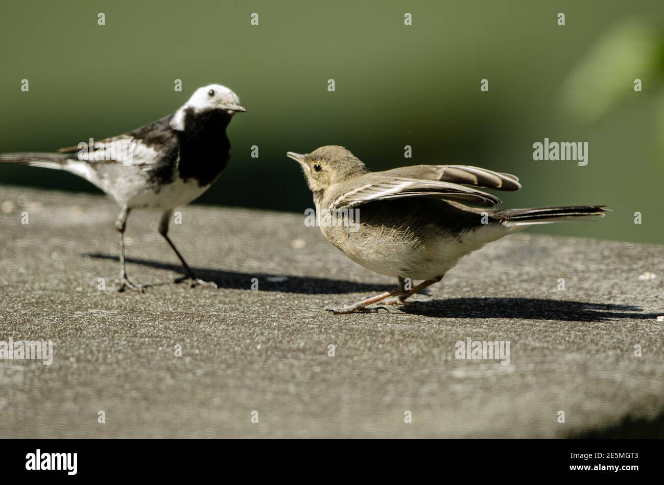 Adult Pied Wagtail feeding young. Stock Photo