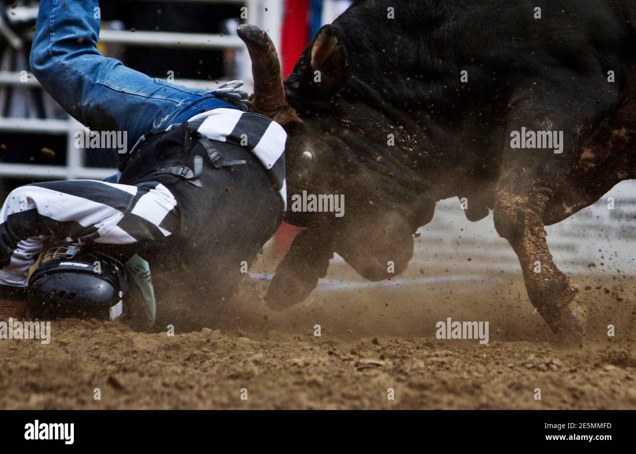 Brahma bull horse hi-res stock photography and images - Alamy