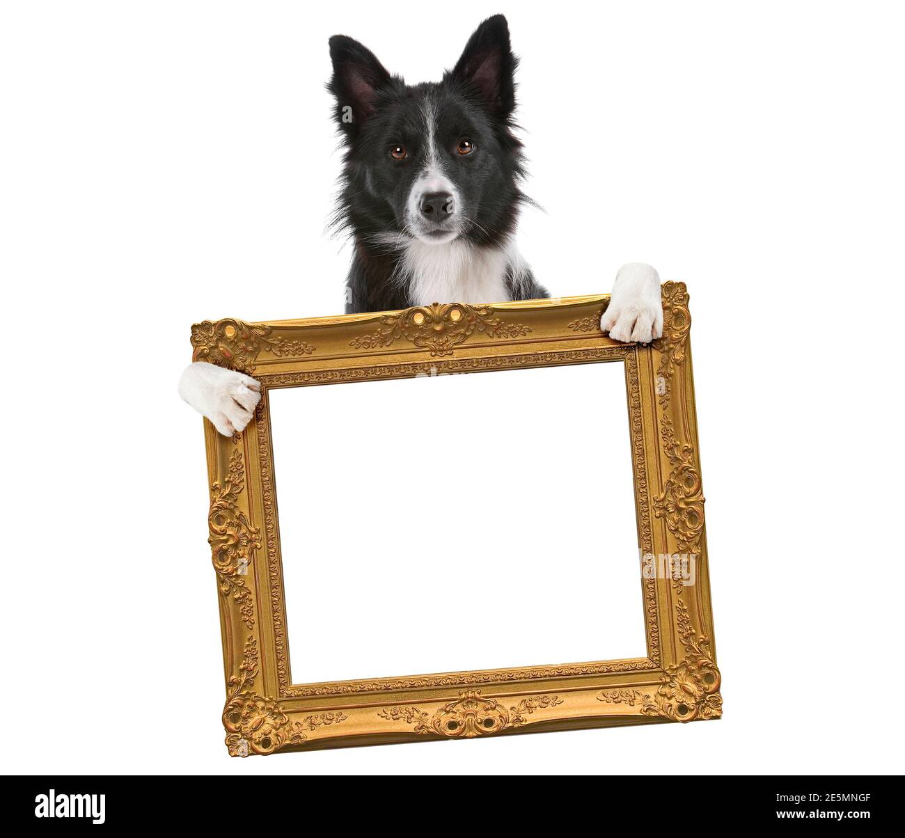 border collie dog holding an empty golden frame in front of a white background Stock Photo