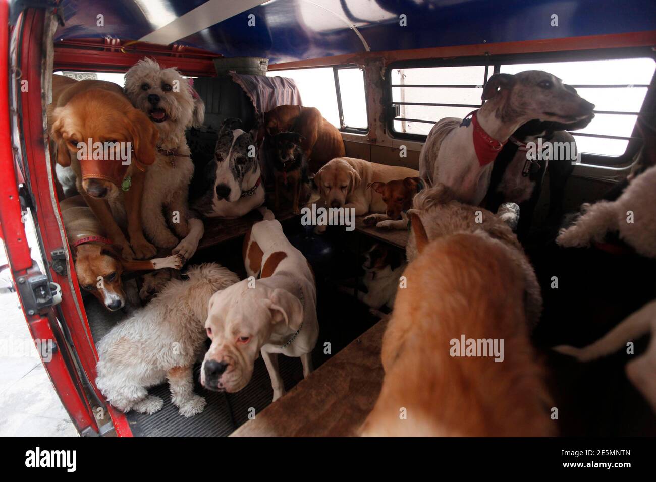 How Much Does It Cost To Chip Dog