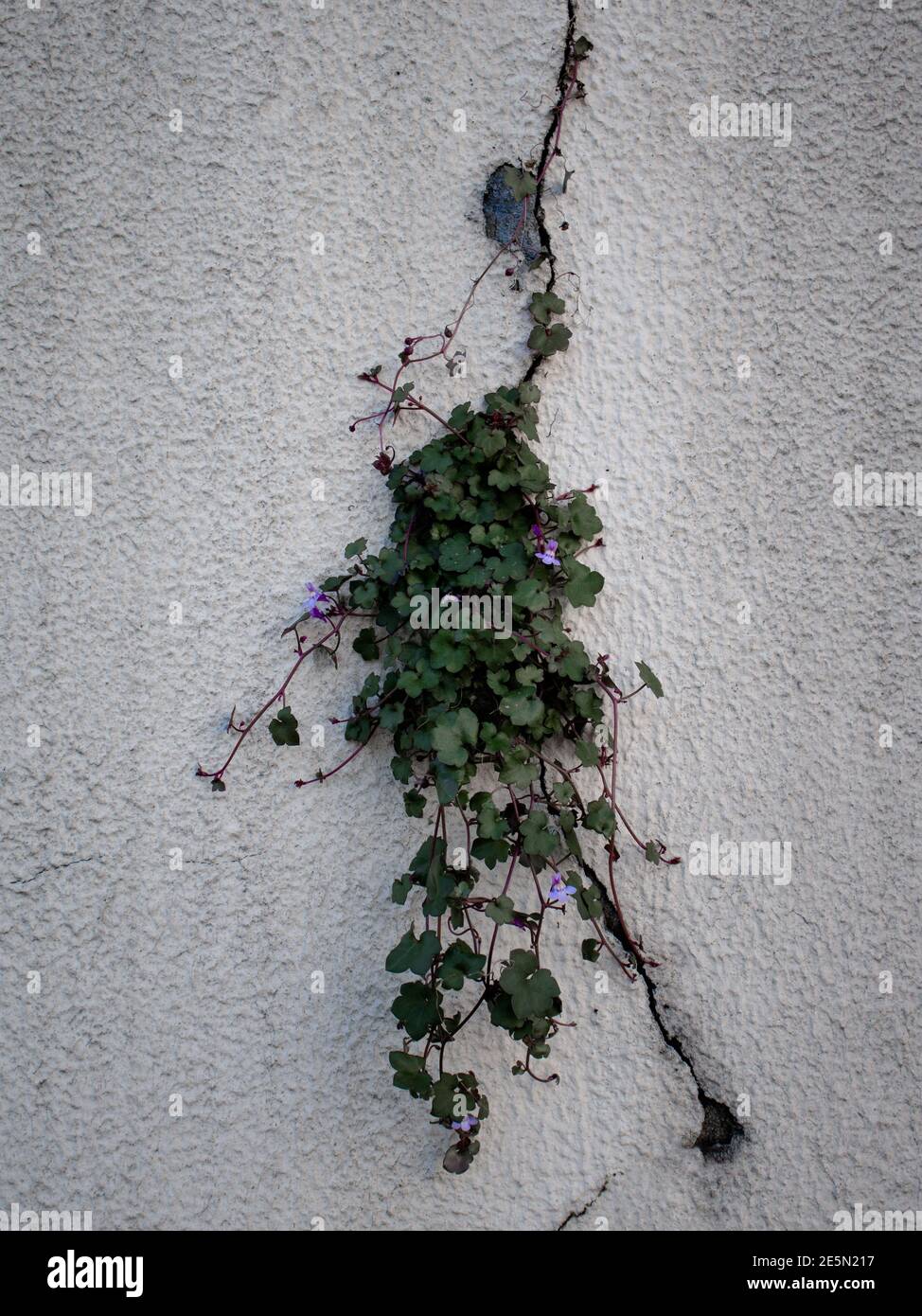 Wild plant with green leaves growing through crack on a cement wall. The concept of hope or resilience Stock Photo