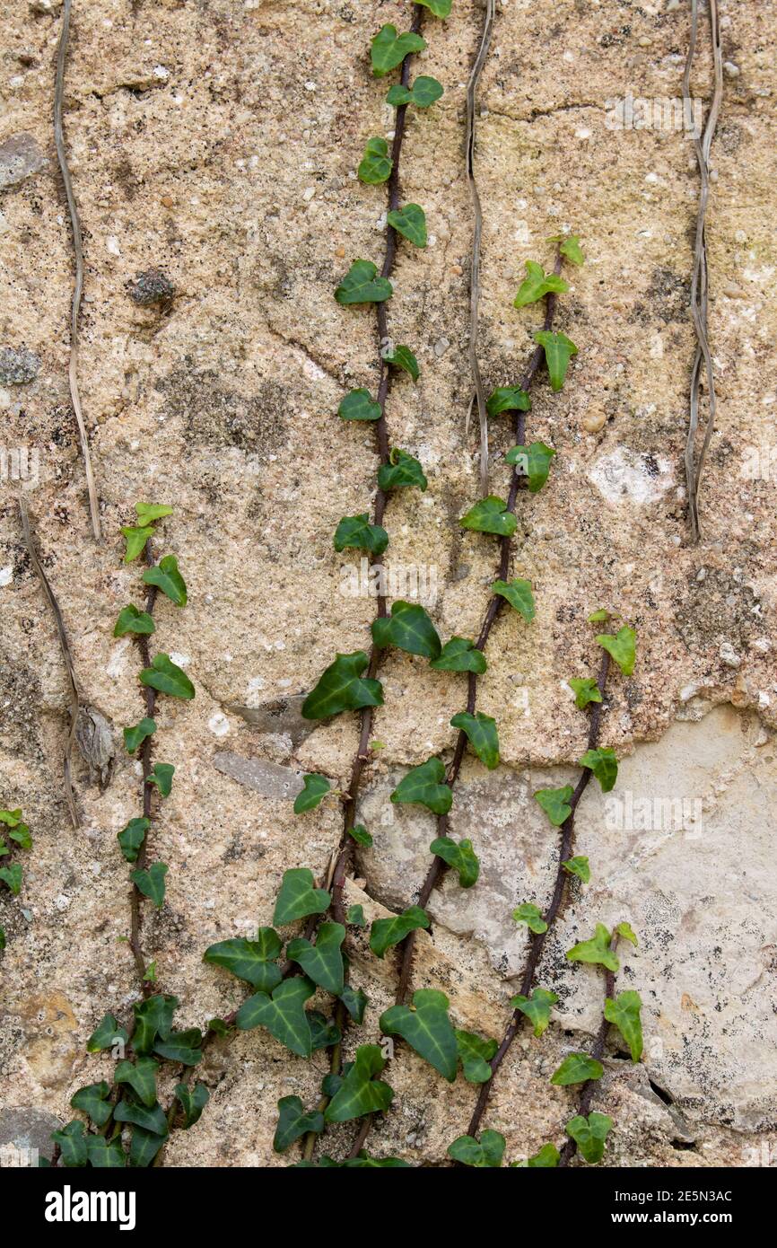 Creeper plant hires stock photography and images Alamy