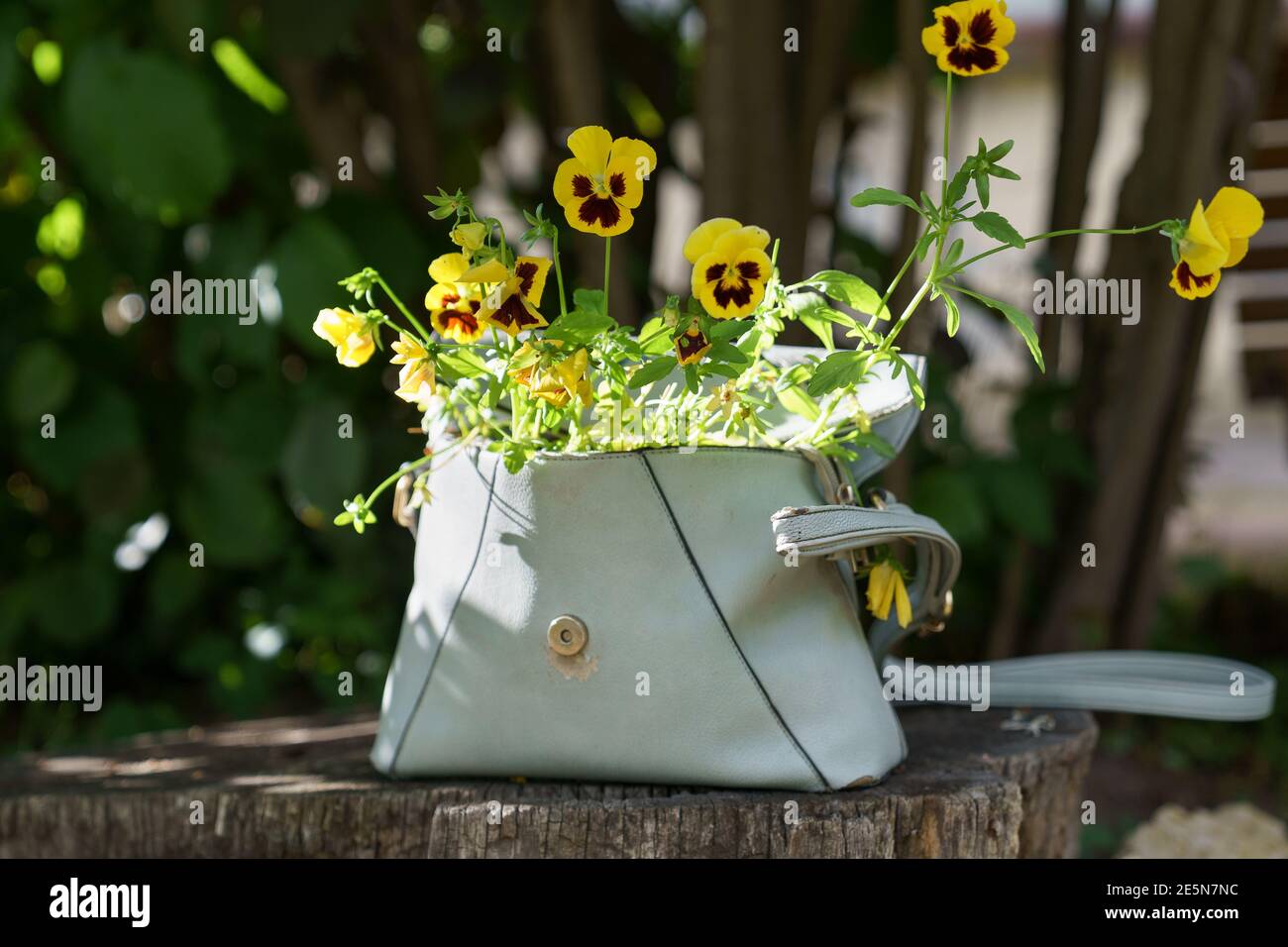 Flowering plant pansies with small yellow flowers in old leather women bag outdoor. Zero waste. Stock Photo