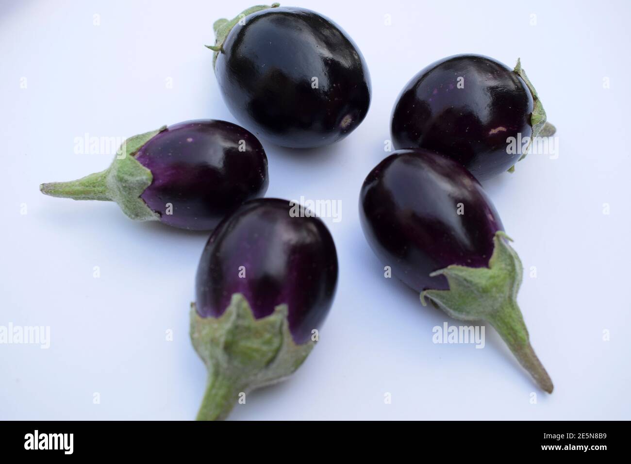Brinjal (baingan) also known as eggplant or aubergine botanical name of  brinjal is Solanum melongeana Stock Photo - Alamy