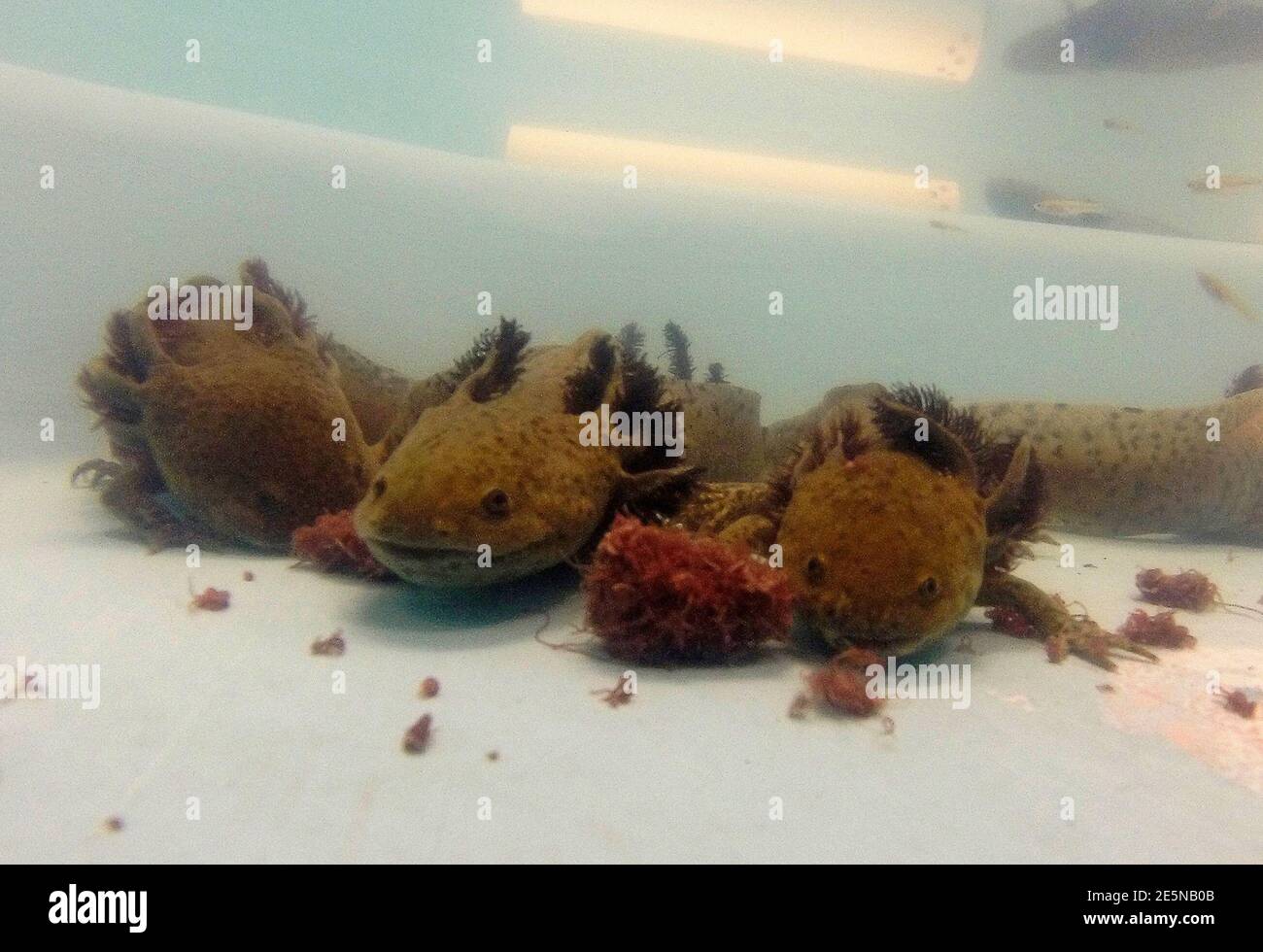 Axolotls High Resolution Stock Photography And Images Alamy Axolotls High Resolution Stock Photography And Images Alamy