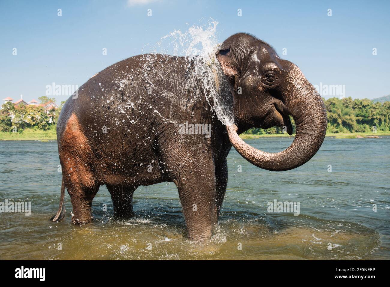 Elephant washing and splashing water through the trunk in the Periyar river, Kodanad, India Stock Photo