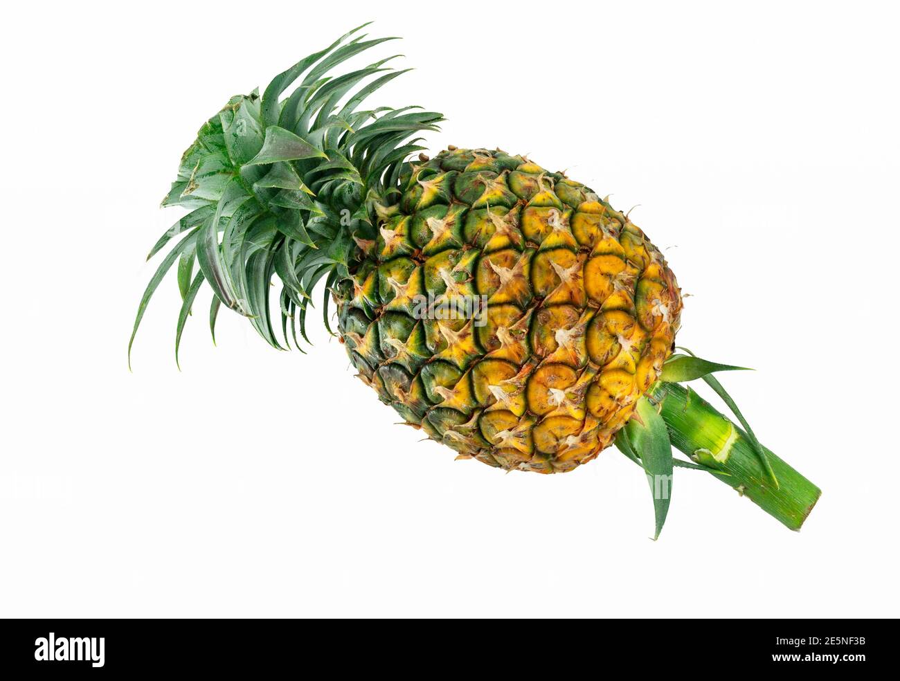 Isolated whole fresh pineapple with leaves and stem on white background Stock Photo Alamy